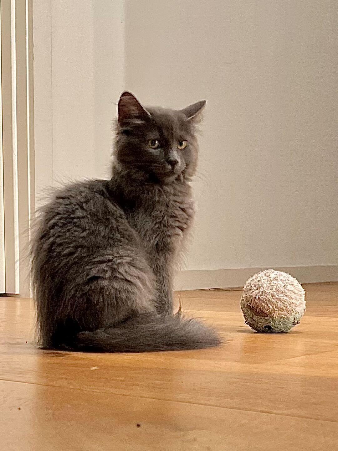 Ophelia, a ADOPTABLE mixed breed in Santa Monica, CA image 2/6