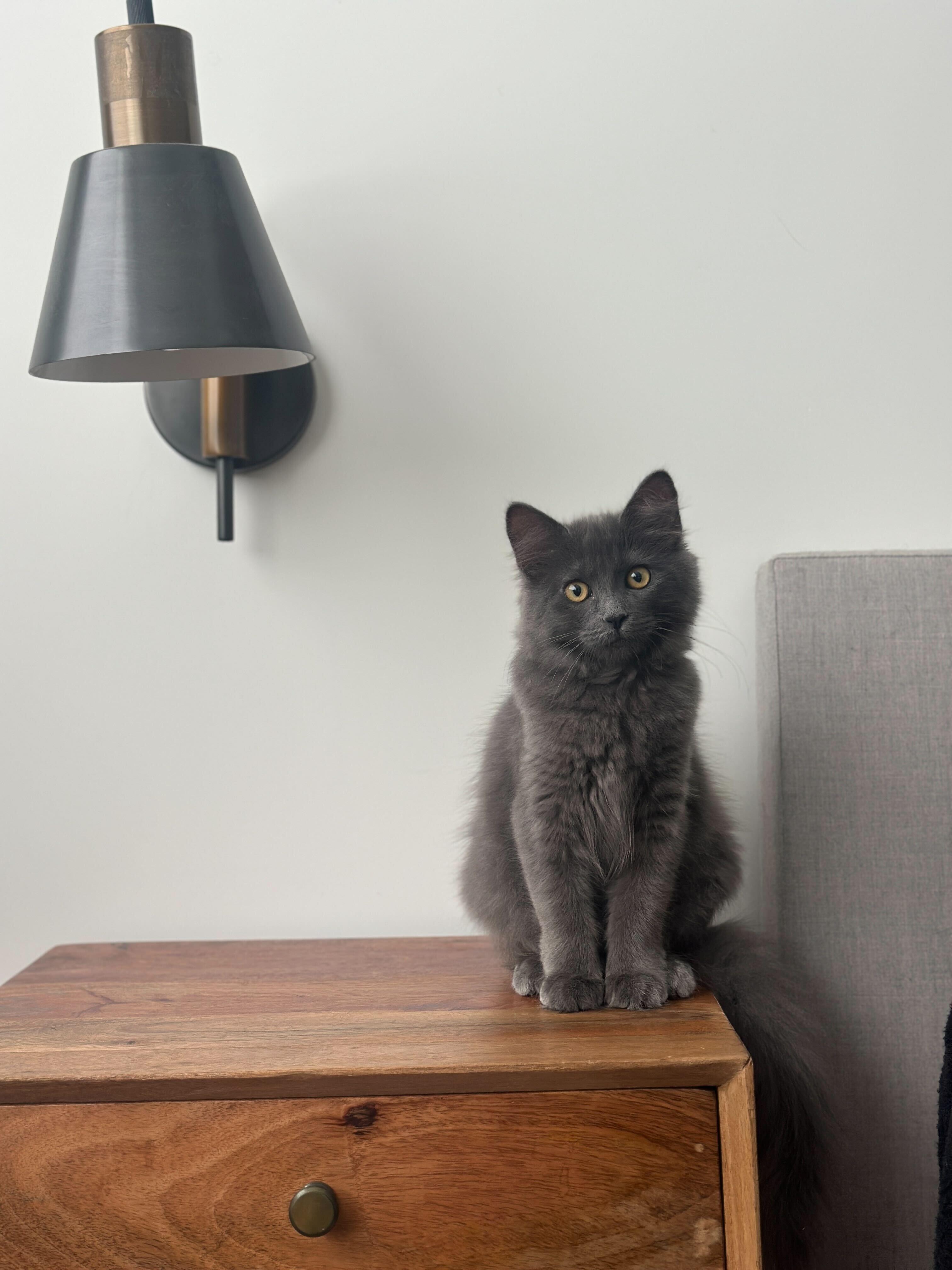 Ophelia, a ADOPTABLE mixed breed in Santa Monica, CA image 4/6