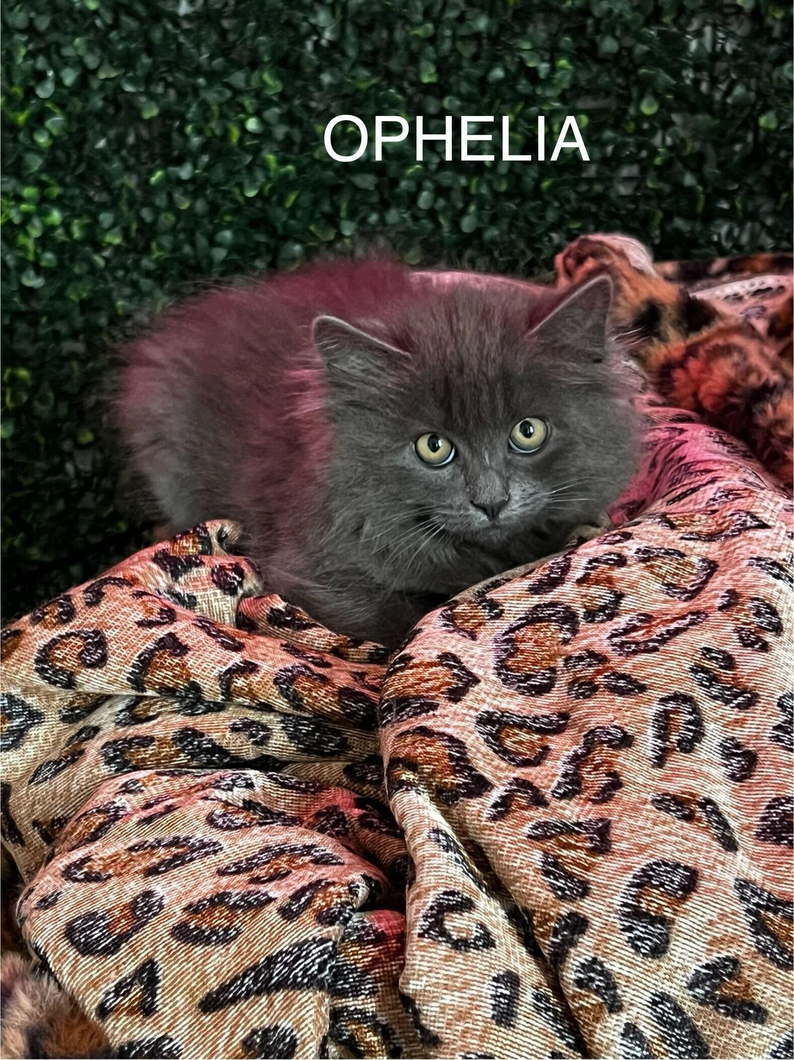 Ophelia, a ADOPTABLE mixed breed in Santa Monica, CA image 6/6