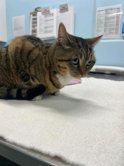 DANDELION, Adoptable, Adult Female Domestic Short Hair.
