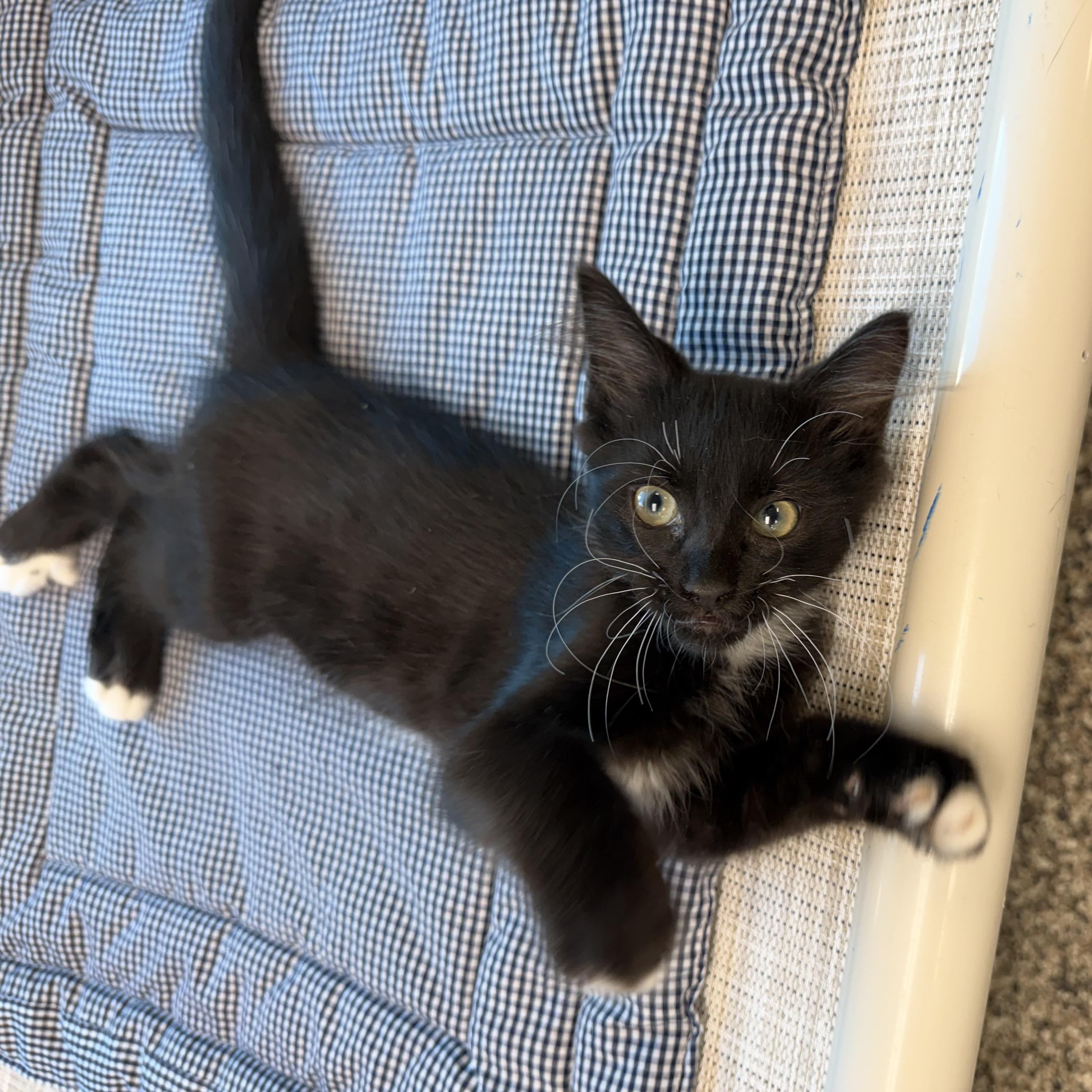 Enlarge Duffy, an adoptable Domestic Medium Hair in Fernandina Beach, FL image 3/4