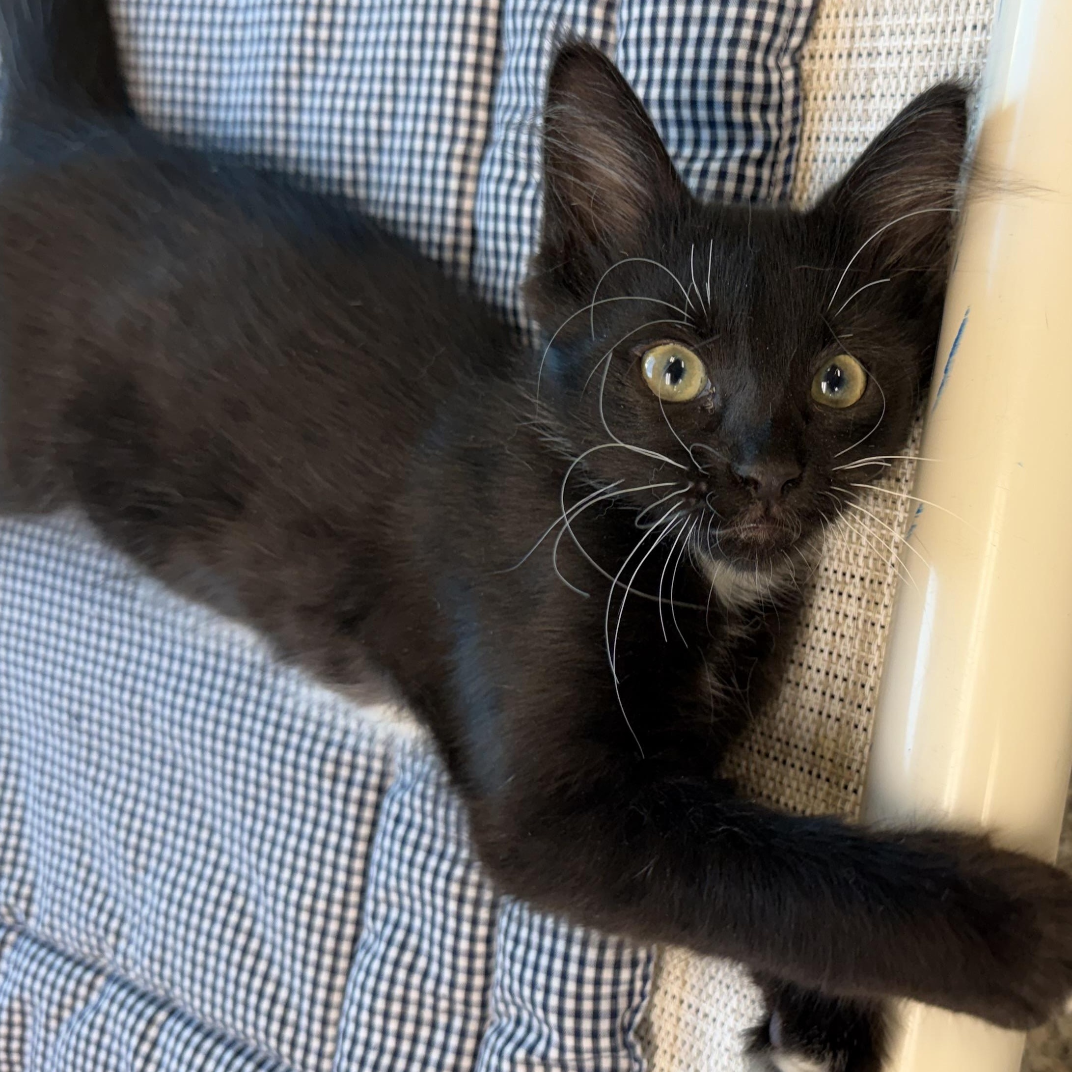 Enlarge Duffy, an adoptable Domestic Medium Hair in Fernandina Beach, FL image 2/4