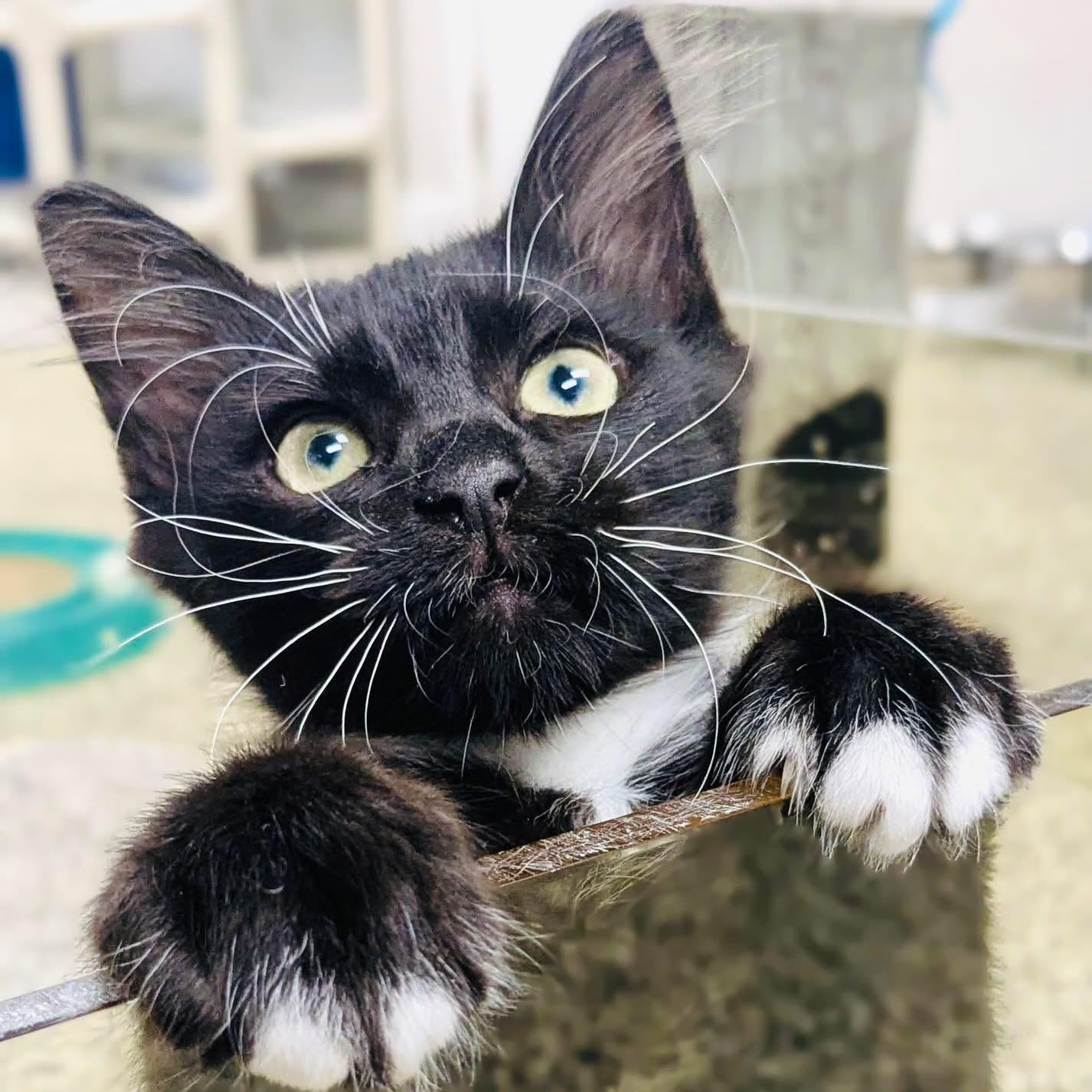 Enlarge Duffy, an adoptable Domestic Medium Hair in Fernandina Beach, FL image 1/4