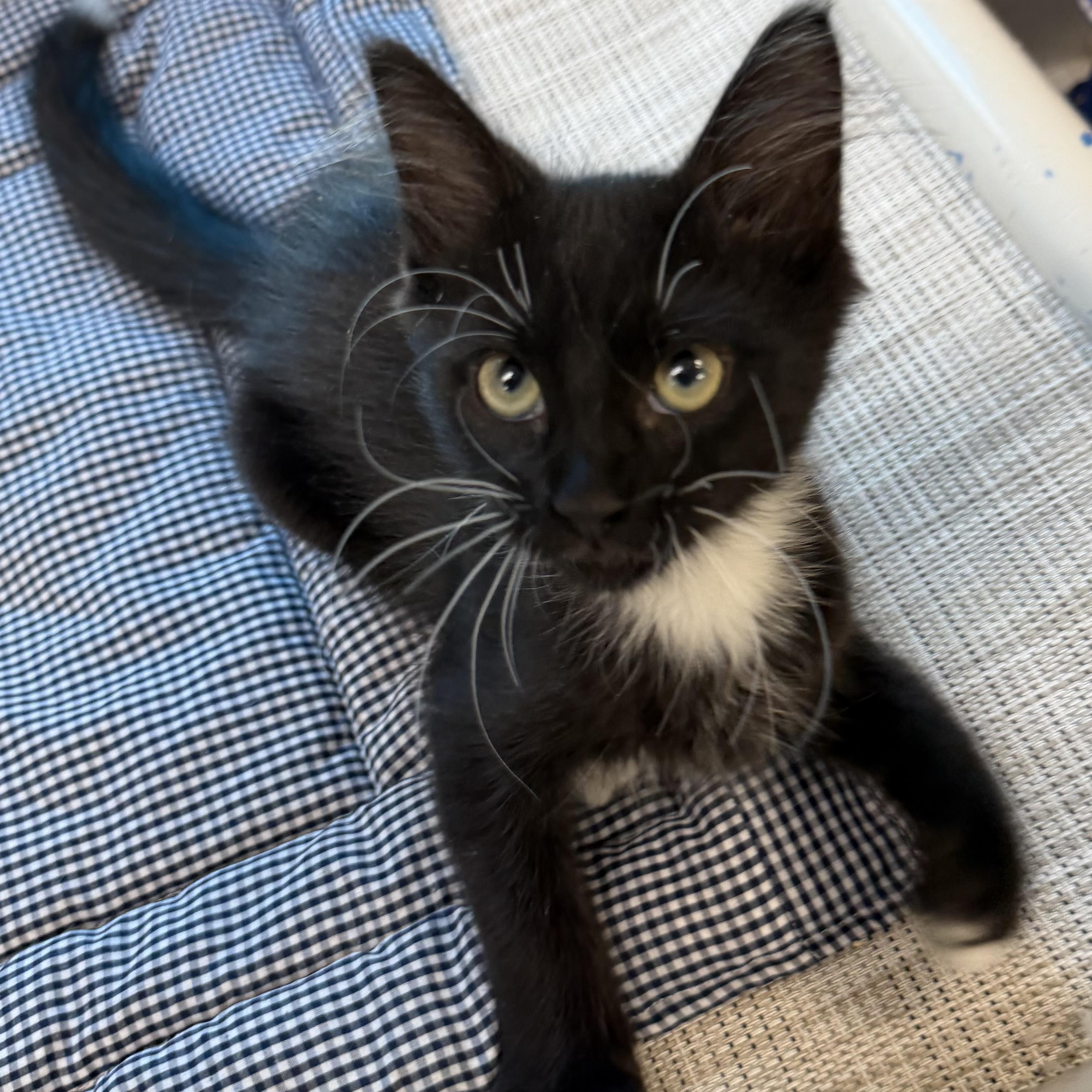 Enlarge Duffy, an adoptable Domestic Medium Hair in Fernandina Beach, FL image 4/4