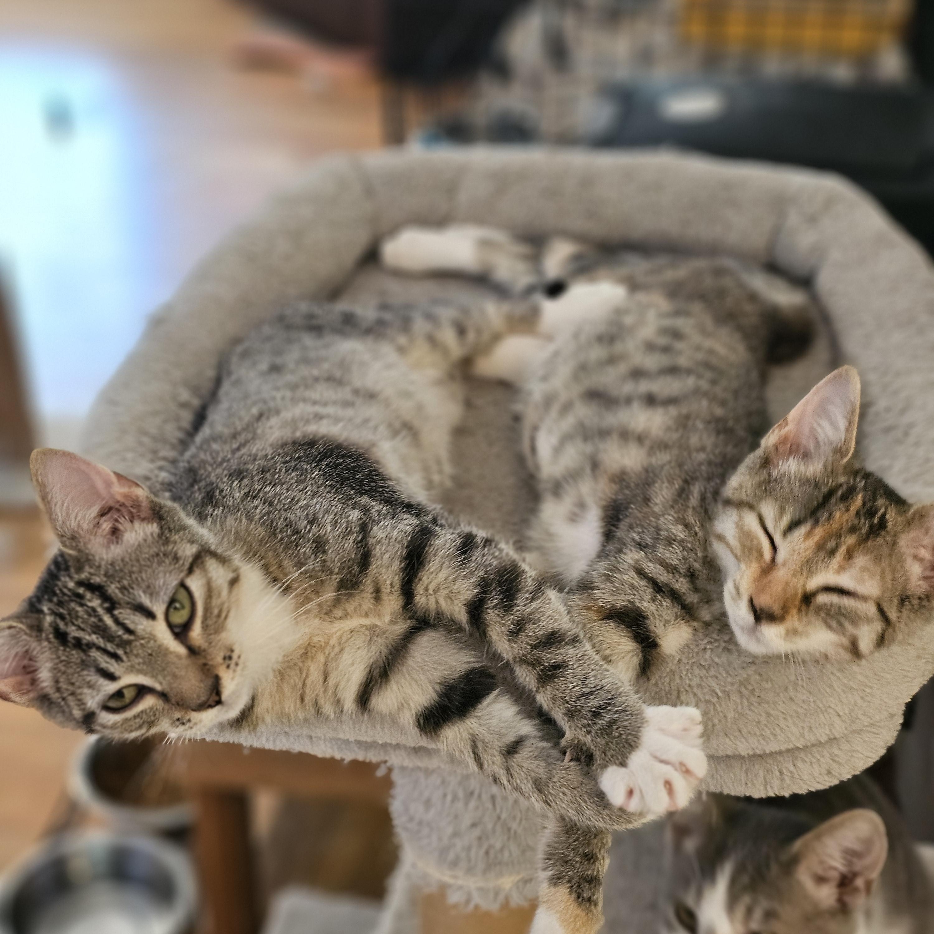 Enlarge Gabrielle, an adopted Domestic Short Hair in Richmond, VA image 4/5