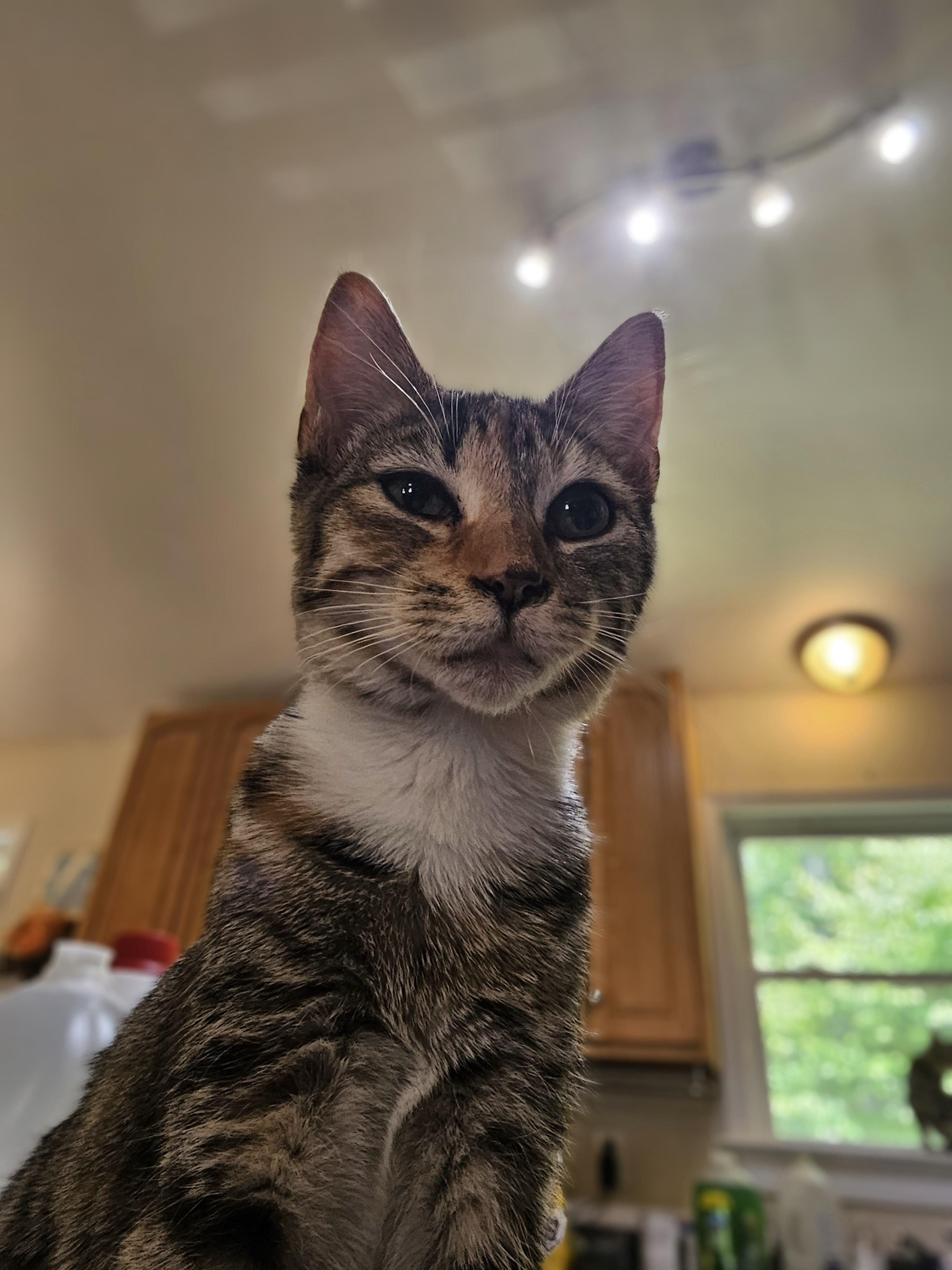 Enlarge Gabrielle, an adopted Domestic Short Hair in Richmond, VA image 2/5