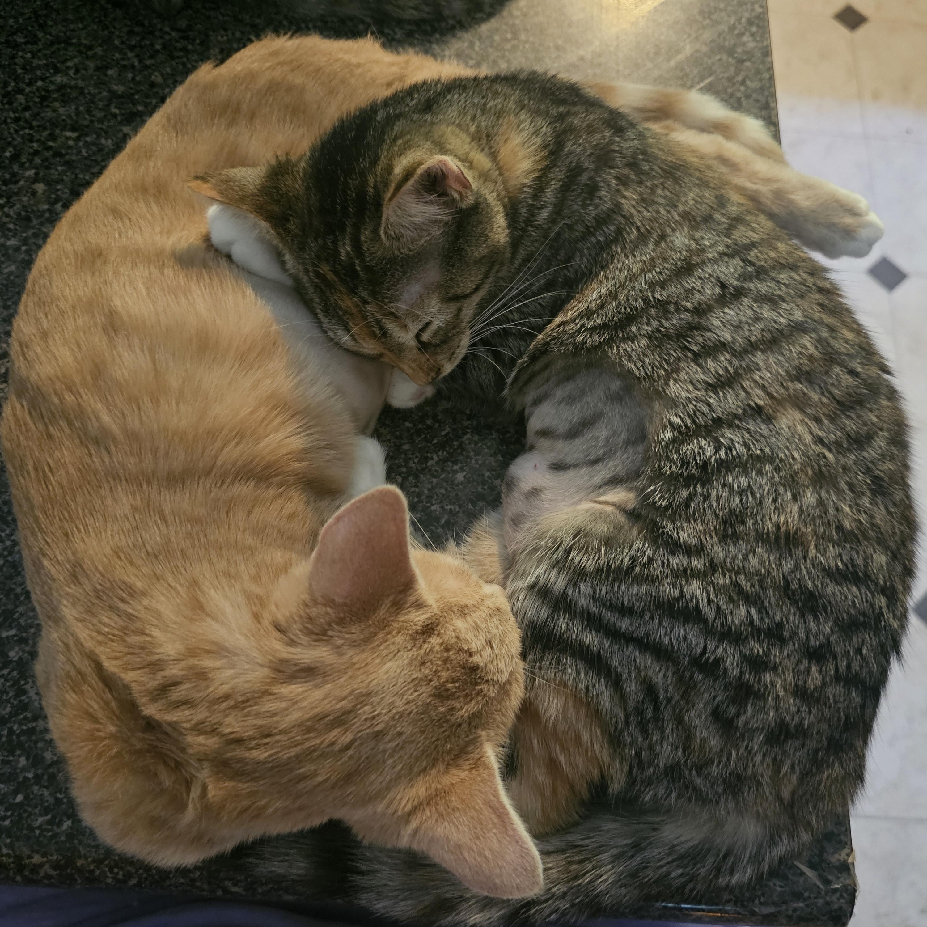 Enlarge Gabrielle, an adopted Domestic Short Hair in Richmond, VA image 5/5