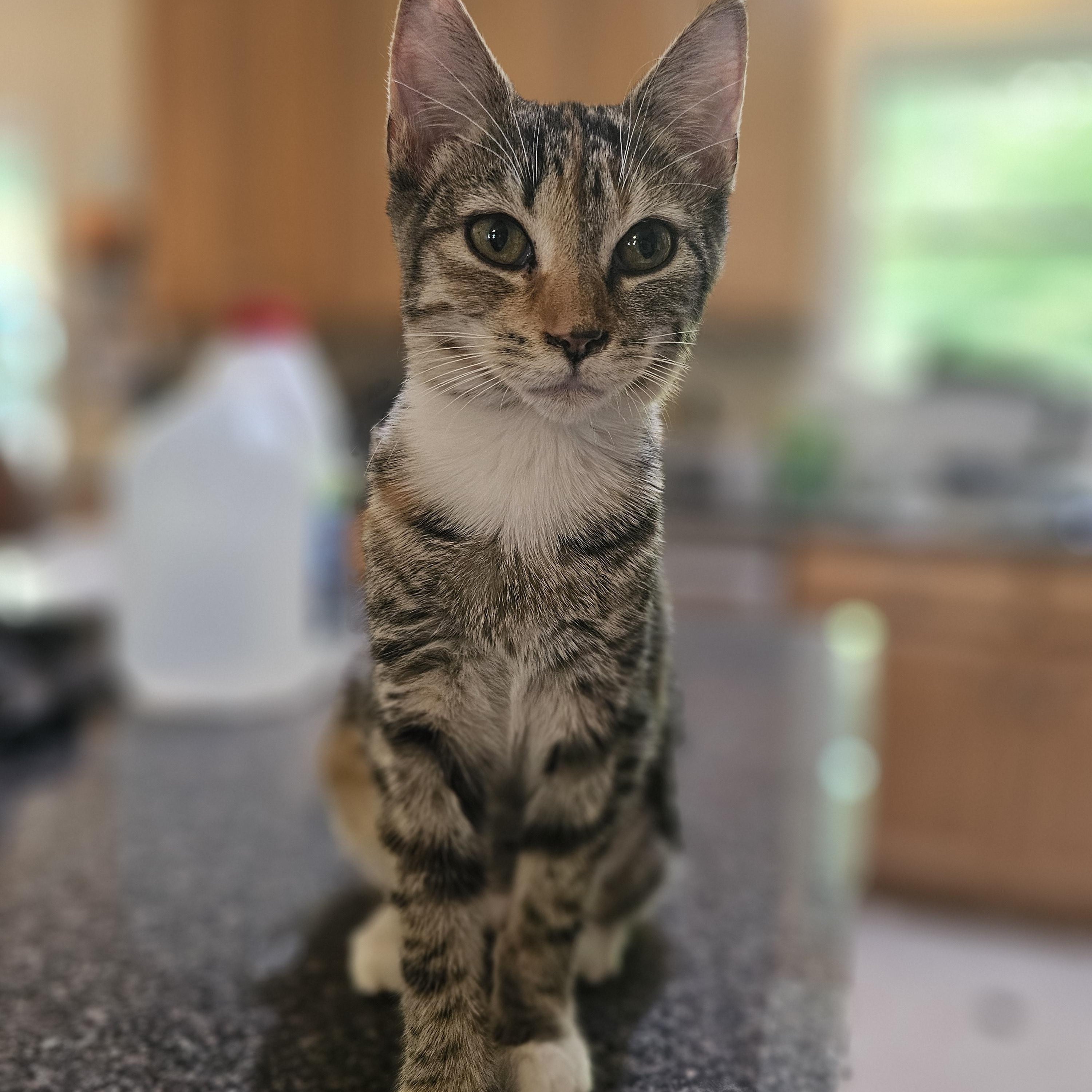 Enlarge Gabrielle, an adopted Domestic Short Hair in Richmond, VA image 1/5