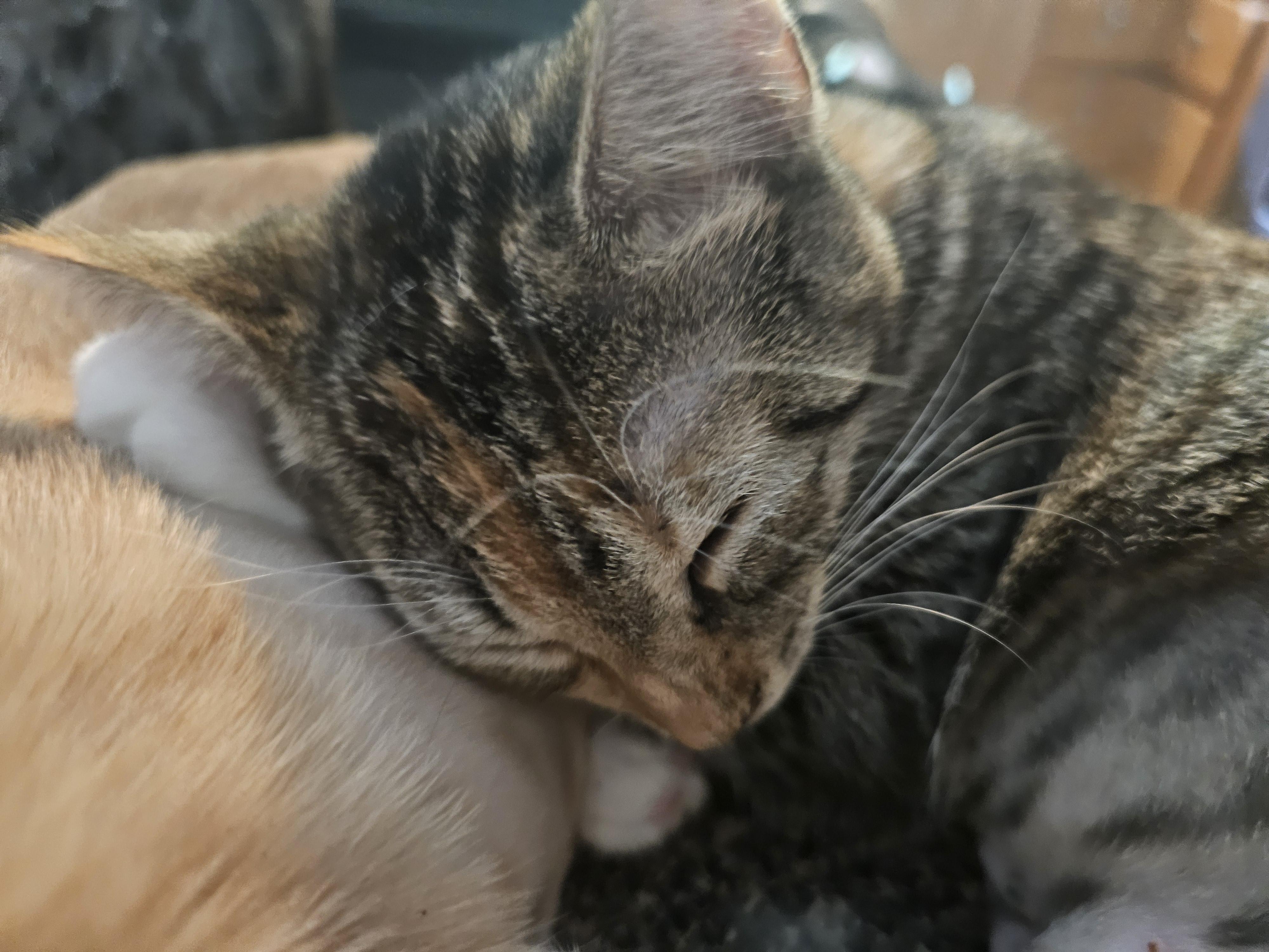 Enlarge Gabrielle, an adopted Domestic Short Hair in Richmond, VA image 3/5