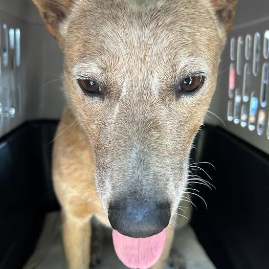 Mylo — thumbnail 2