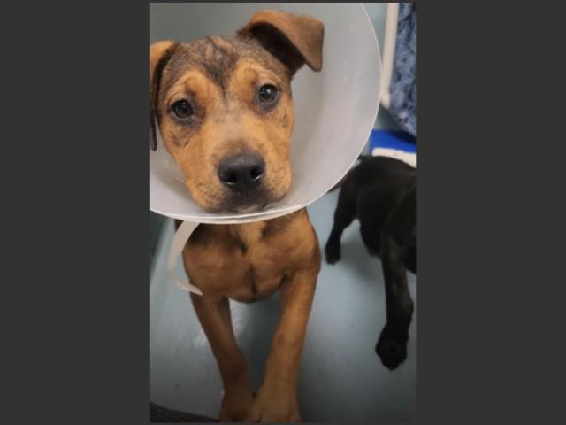 Enlarge TINA, a Adoptable mixed breed in Houston, TX image 1/1