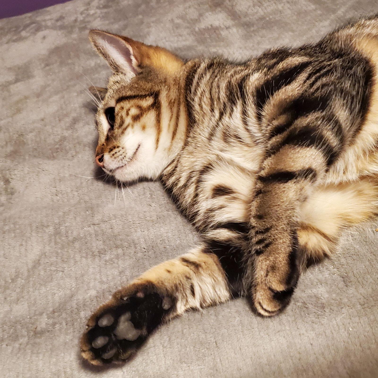 Triscuit (and Ritz), Adopted, Young Female Domestic Short Hair.