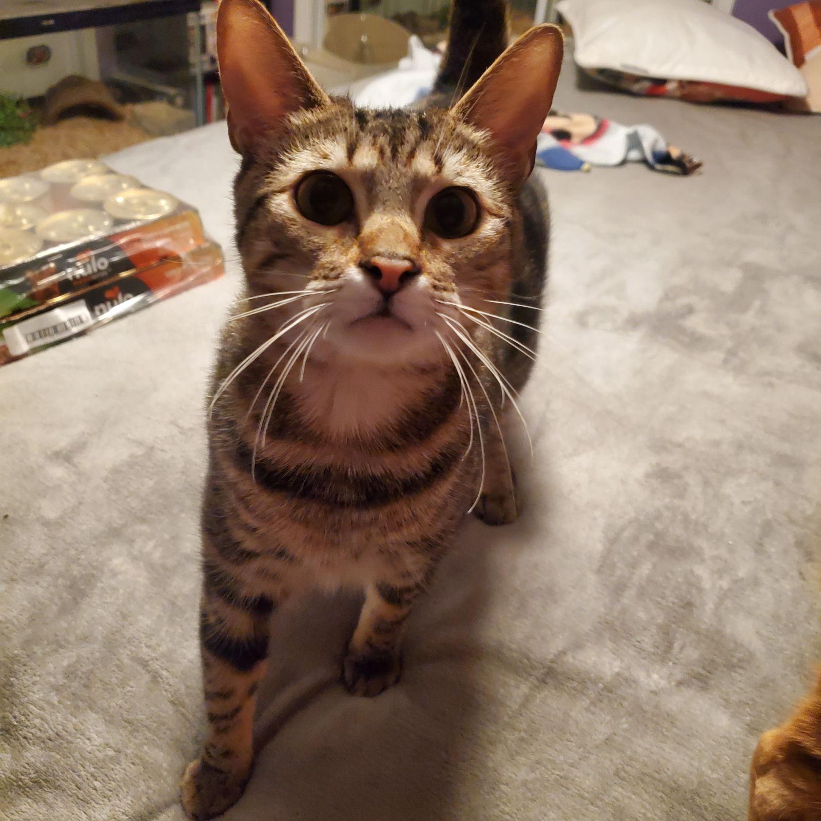 Enlarge Triscuit (and Ritz), a Adopted Domestic Short Hair in Los Alamitos, CA image 2/3