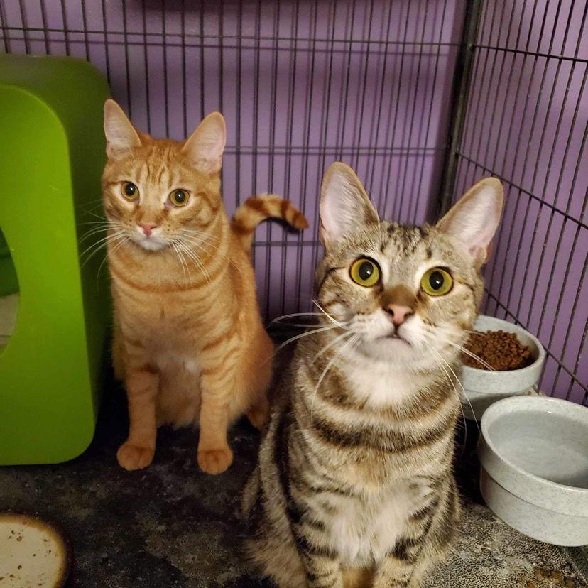 Enlarge Triscuit (and Ritz), a Adopted Domestic Short Hair in Los Alamitos, CA image 3/3