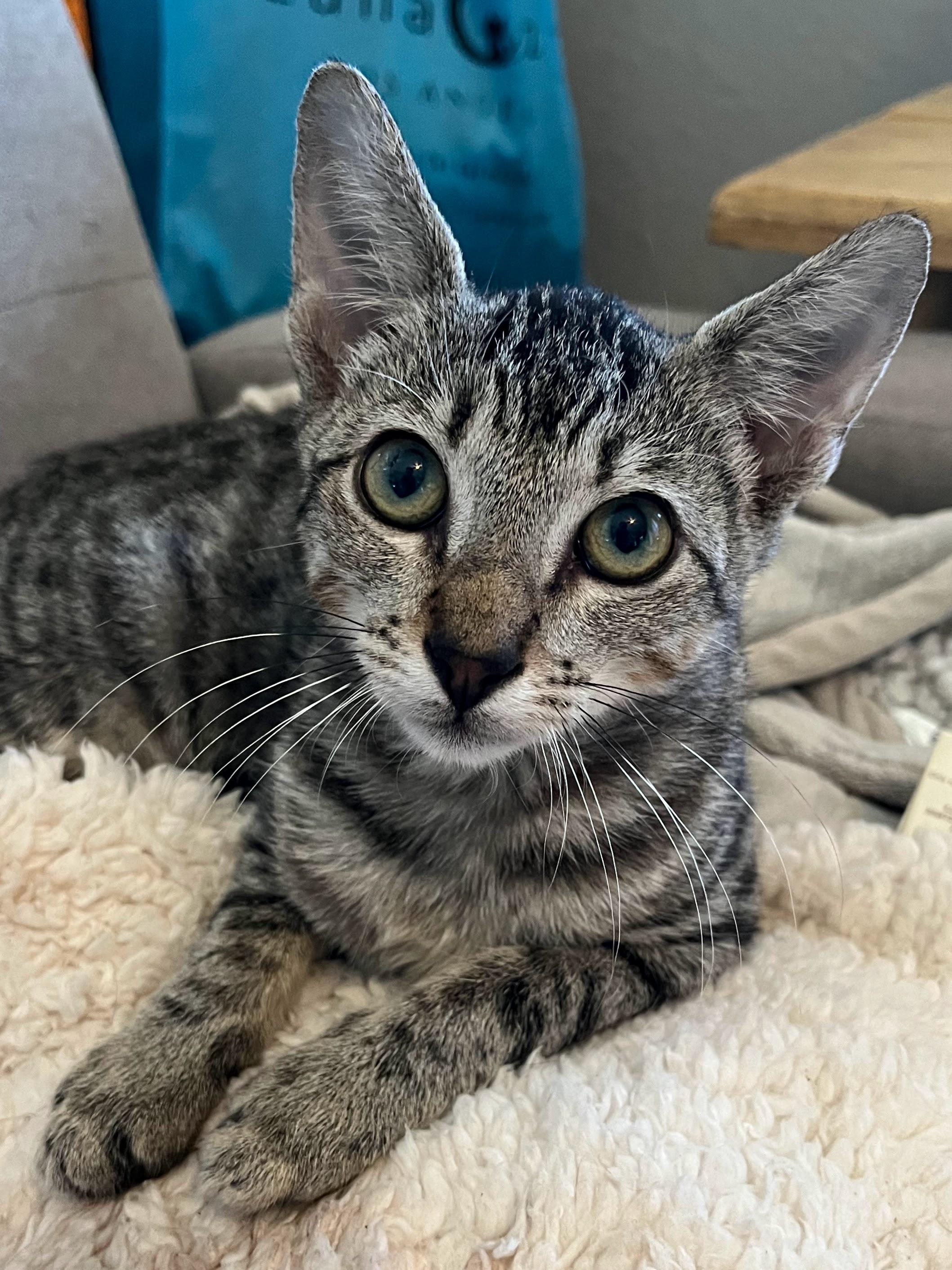 Moonpie, Adopted, Young Female Domestic Short Hair.