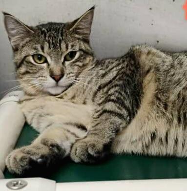 Funyon, Adoptable, Young Female Domestic Short Hair.