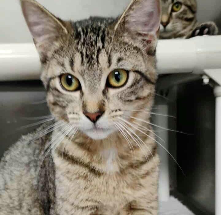 Enlarge Funyon, a Adoptable mixed breed in Sunrise Beach, MO image 2/2