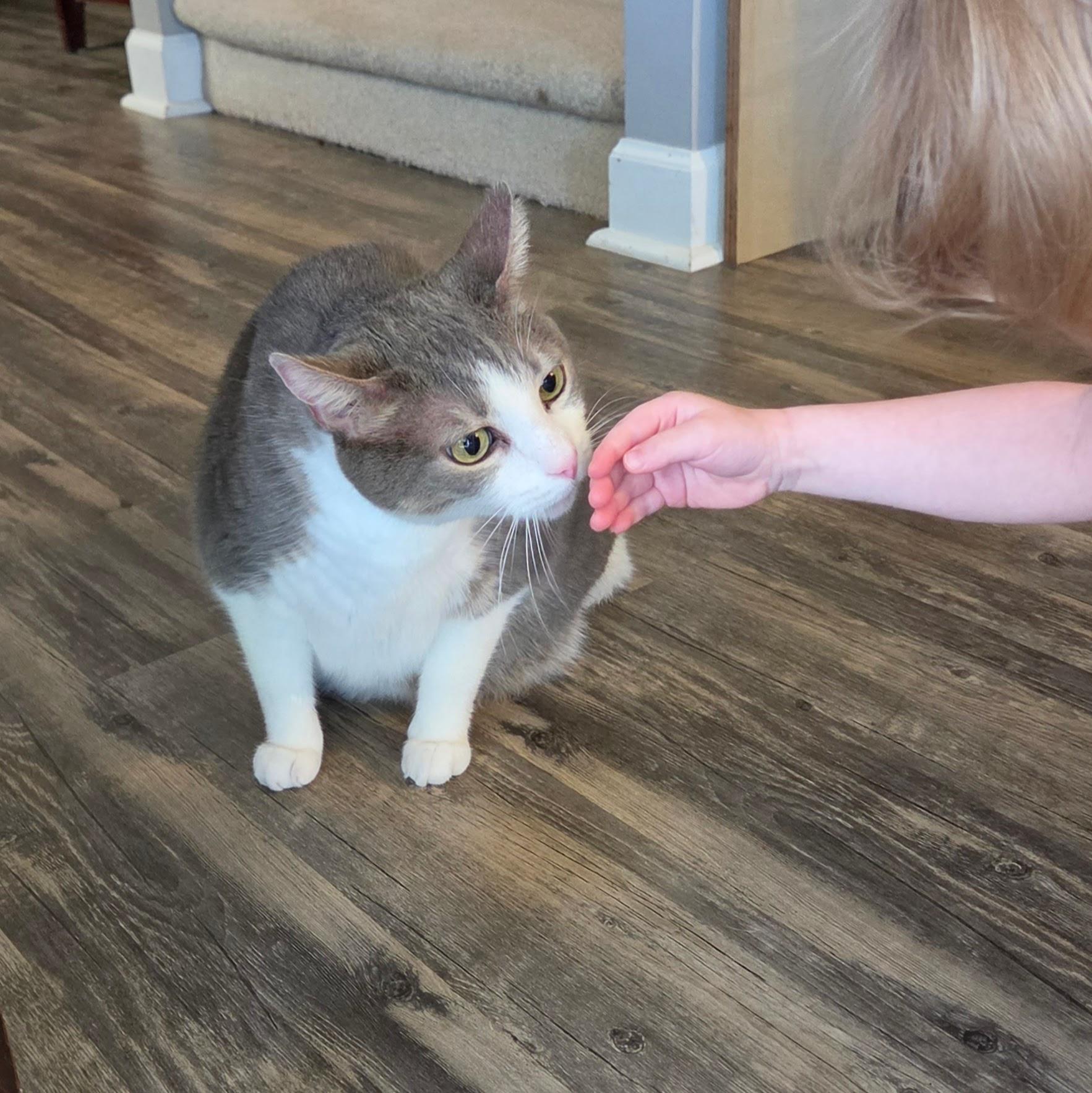 Enlarge Cannoli, a Adoptable Domestic Short Hair in Columbia, SC image 6/6