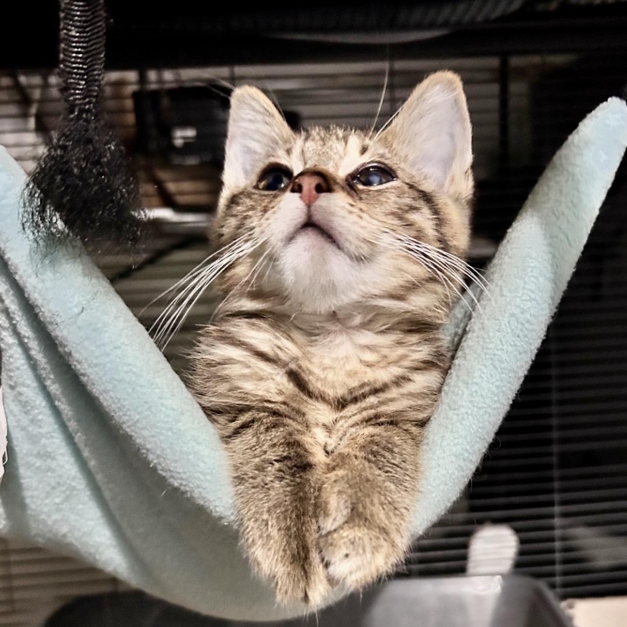 Enlarge Ollie, a Adopted Domestic Medium Hair in Saginaw, MI image 2/4