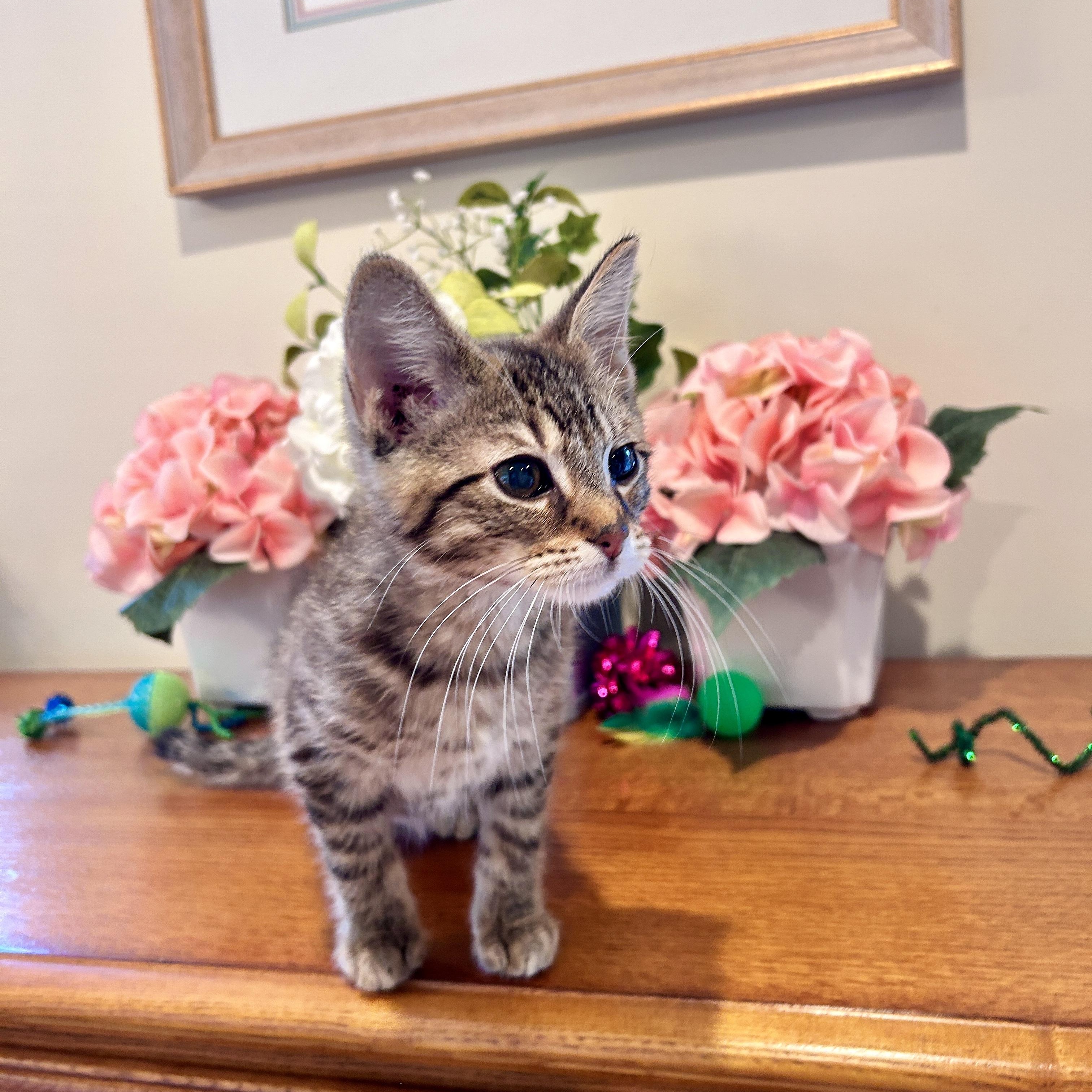 Enlarge Ollie, a Adopted Domestic Medium Hair in Saginaw, MI image 4/4