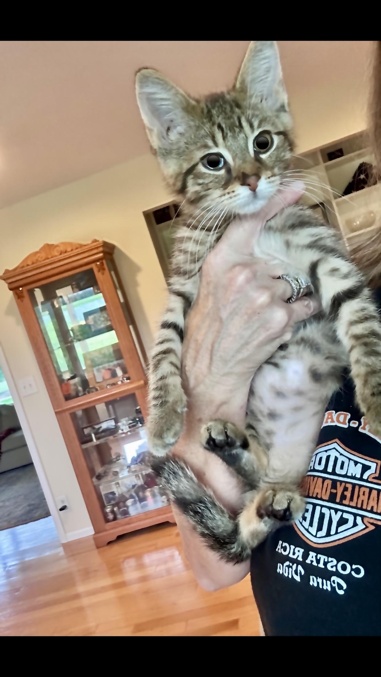 Enlarge Ollie, a Adopted Domestic Medium Hair in Saginaw, MI image 3/4