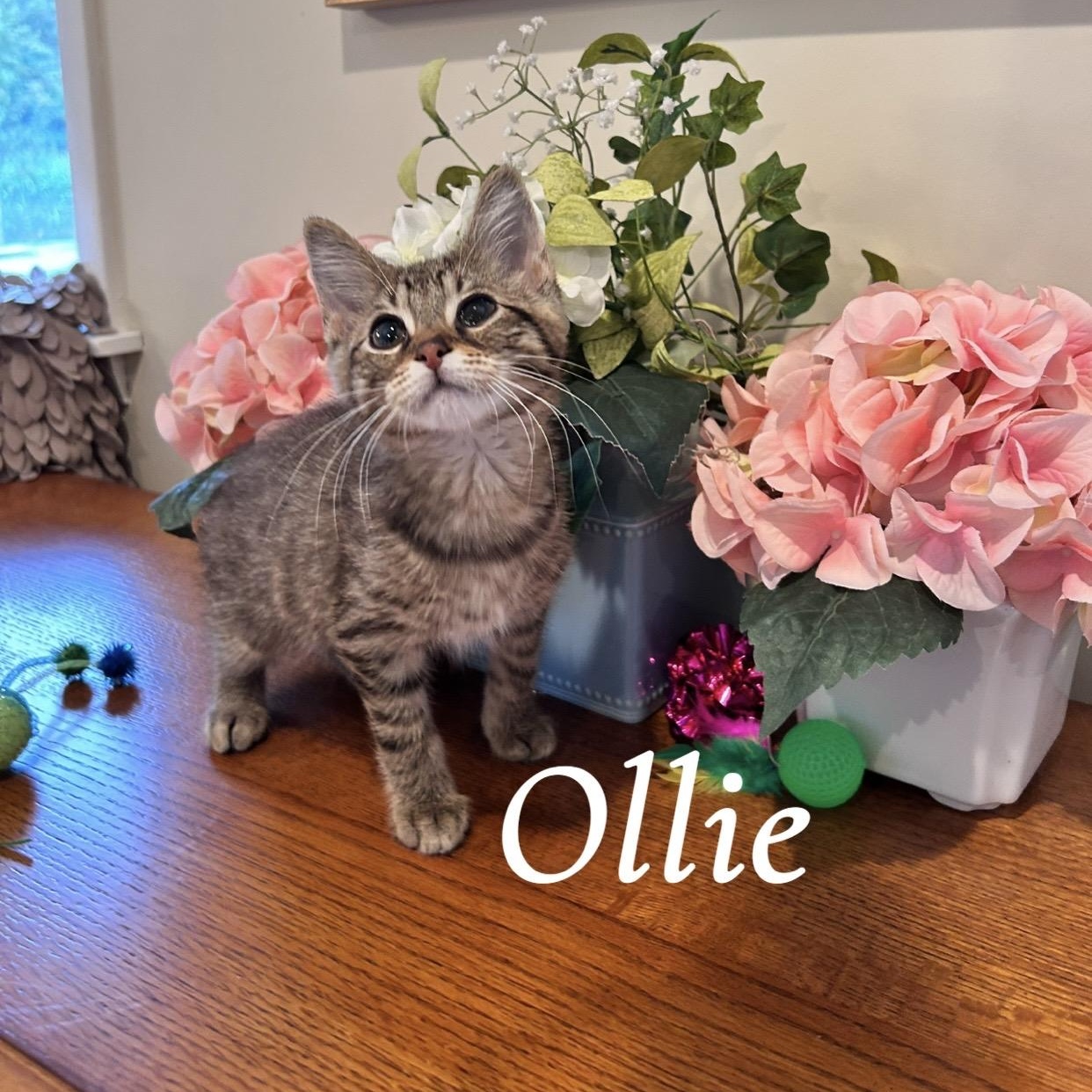 Enlarge Ollie, a Adopted Domestic Medium Hair in Saginaw, MI image 1/4