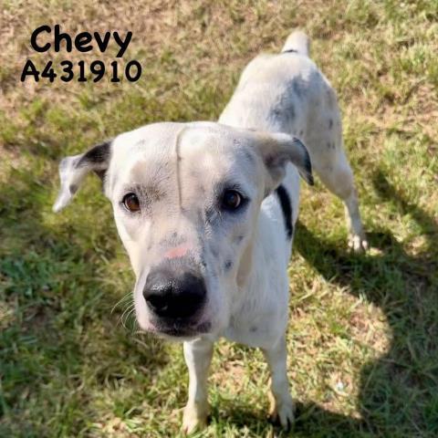 Enlarge CHEVY, a Adoptable mixed breed in Conroe, TX image 1/1