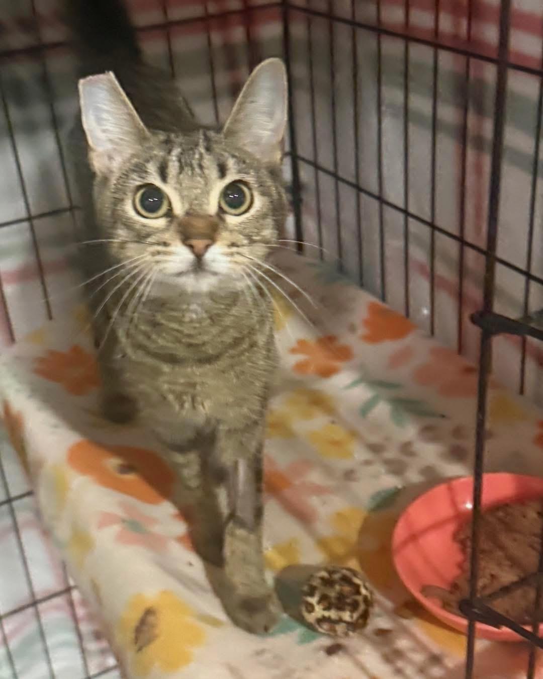 Melony, adopted, Young Female Domestic Short Hair.