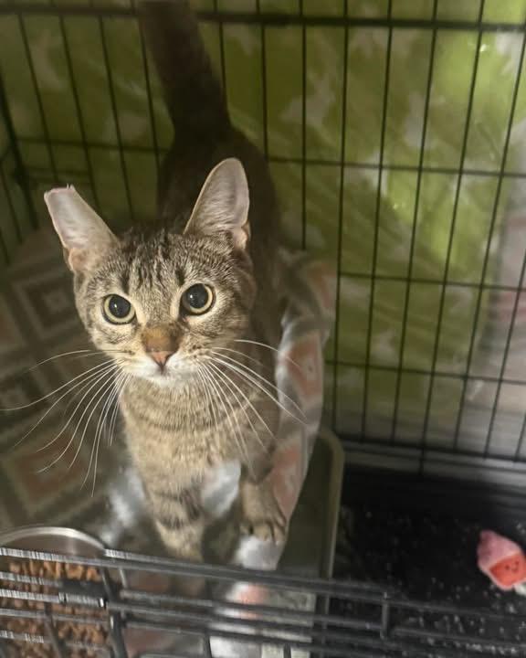 Melony, an adopted Domestic Short Hair in Las Vegas, NV image 2/2