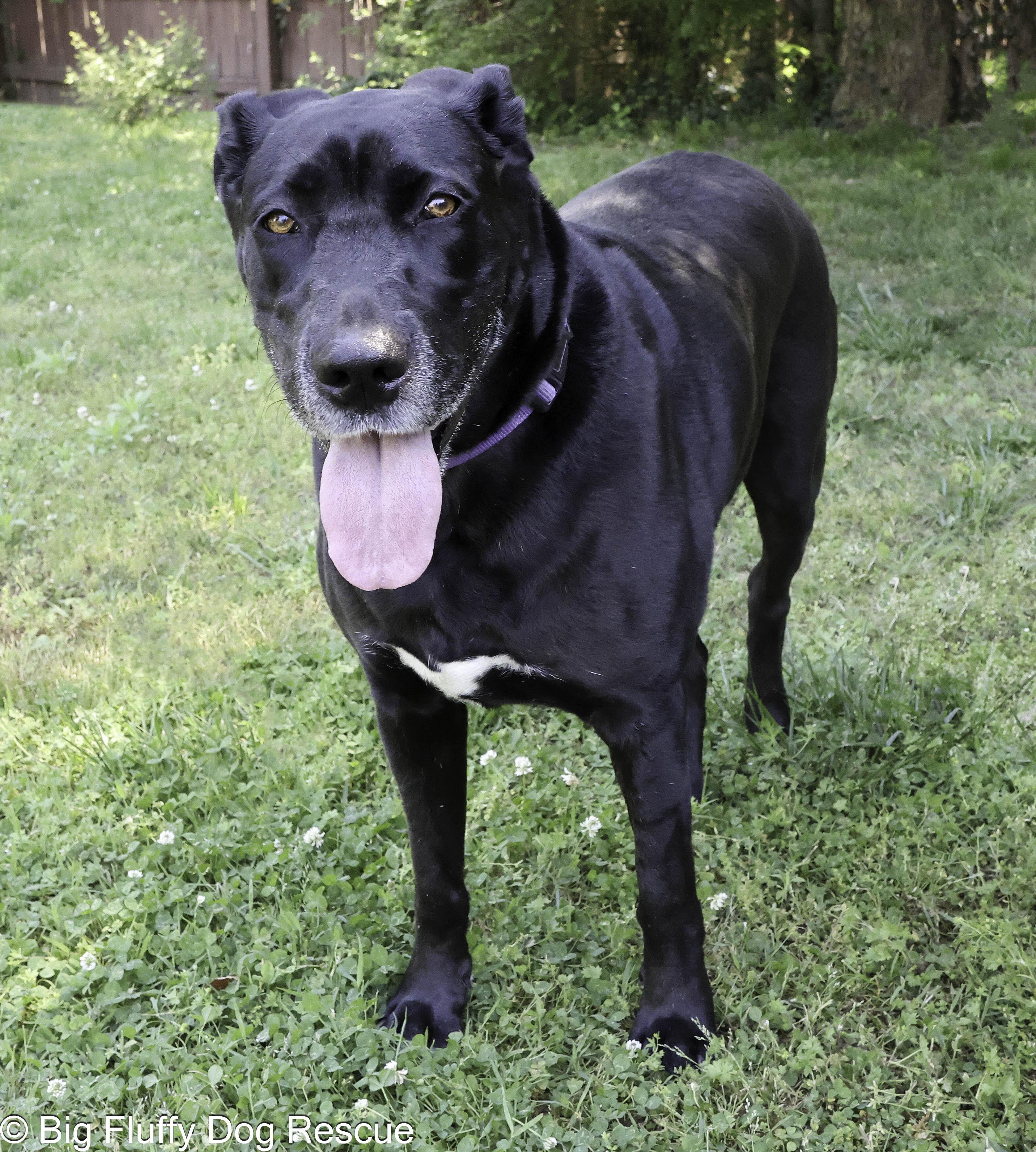Enlarge Penny, a Adoptable mixed breed in Paducah, KY image 3/5