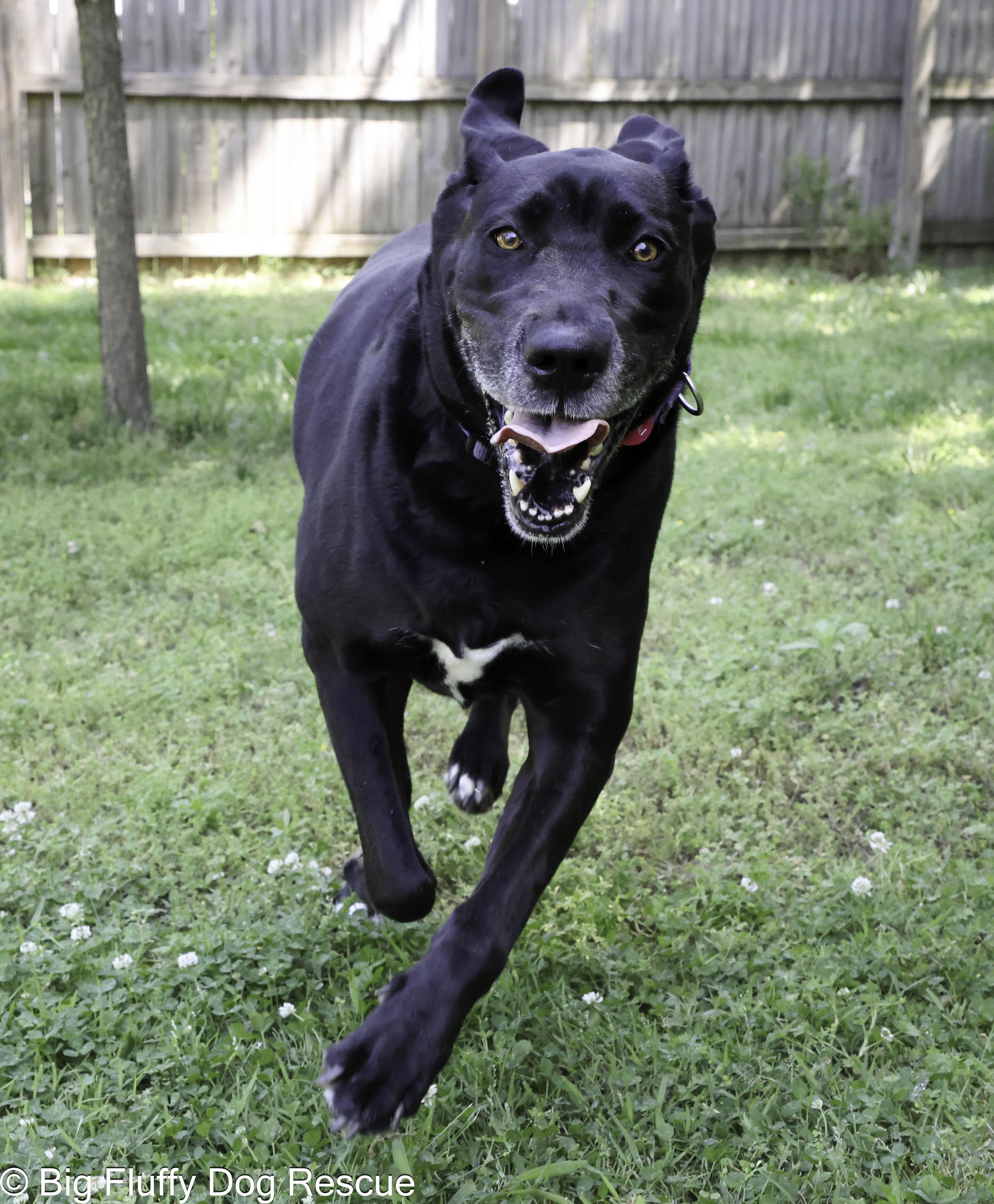 Enlarge Penny, a Adoptable mixed breed in Paducah, KY image 2/5