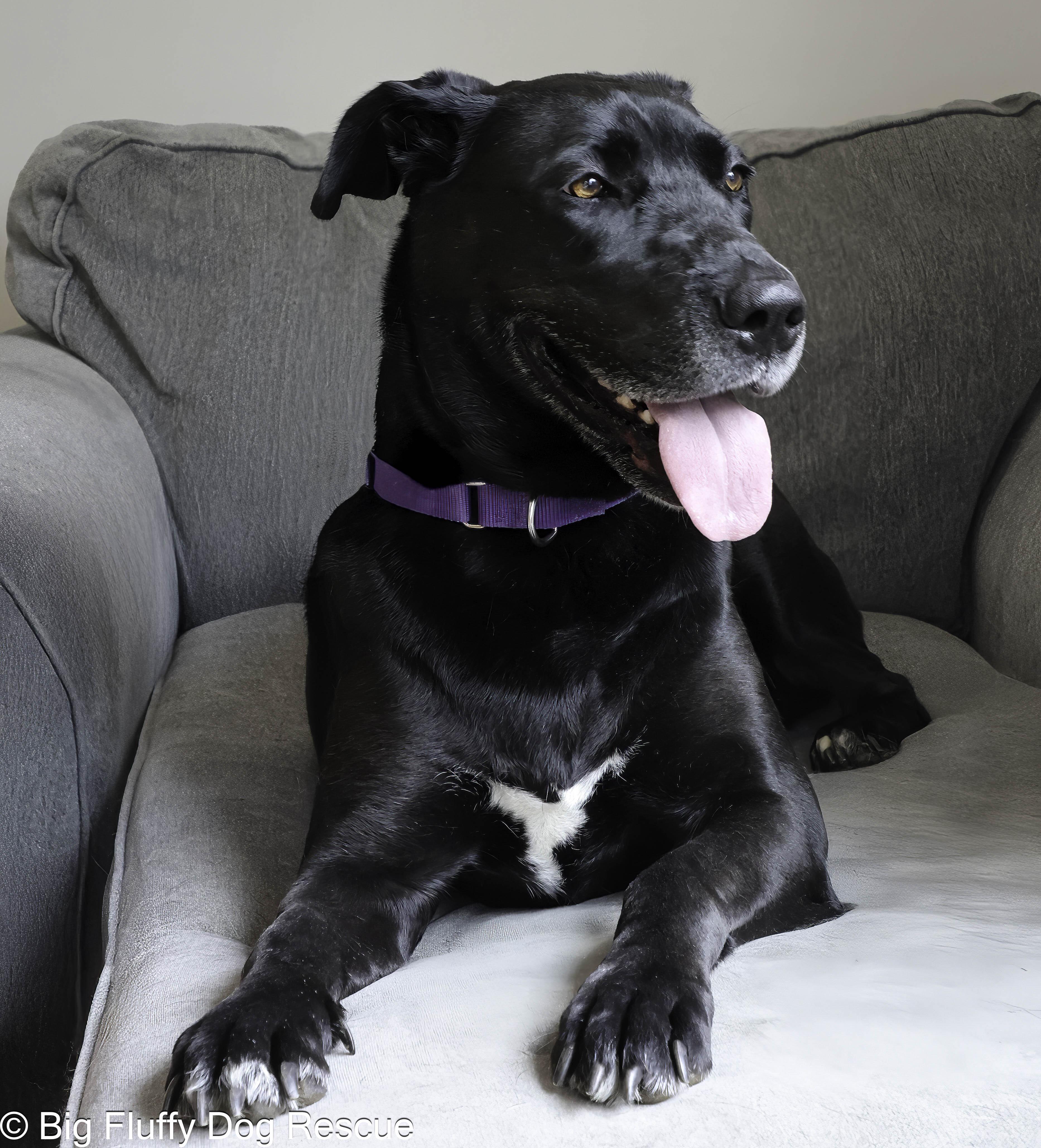 Enlarge Penny, a Adoptable mixed breed in Paducah, KY image 5/5
