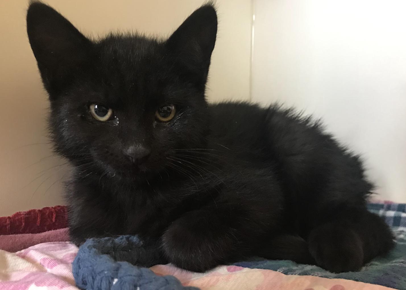 Sylvester, ADOPTABLE, Young Male Domestic Short Hair.