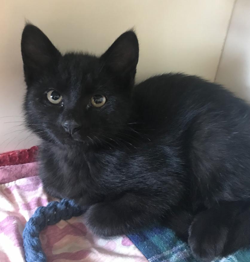 Enlarge Sylvester, a ADOPTABLE Domestic Short Hair in Buena Vista, CO image 3/3