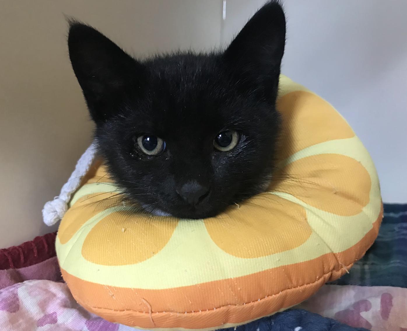 Enlarge Sylvester, a ADOPTABLE Domestic Short Hair in Buena Vista, CO image 2/3