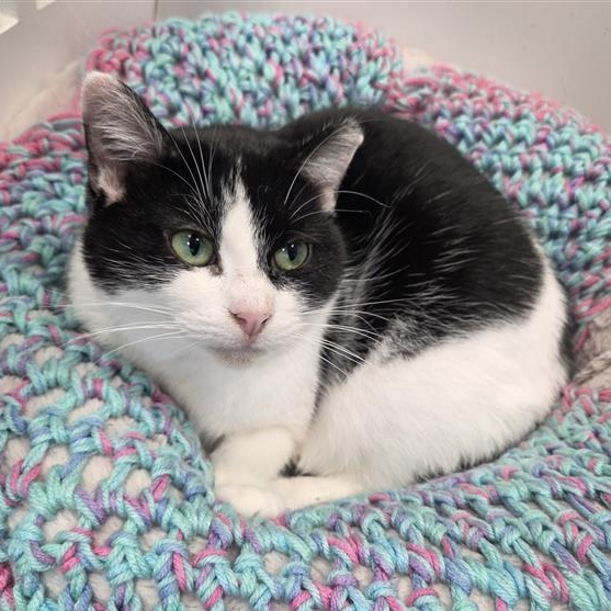 Enlarge Sparty - ADOPTION PENDING!, a Adoptable Domestic Short Hair in Grand Rapids, MI image 1/6
