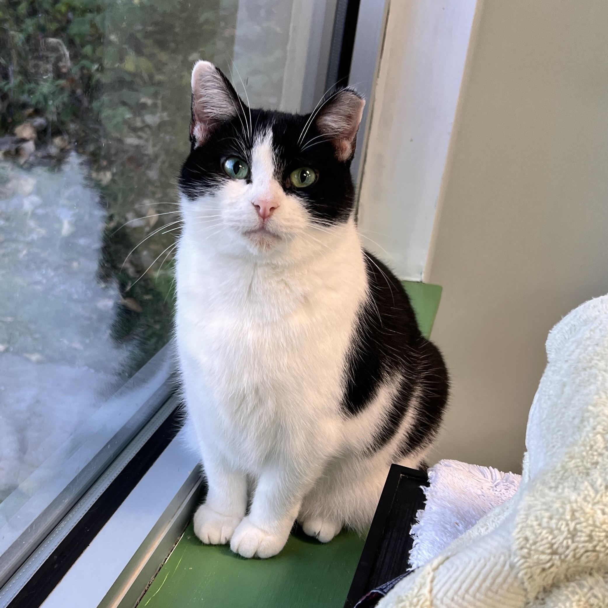 Sparty, a Adoptable Domestic Short Hair in Grand Rapids, MI image 2/6