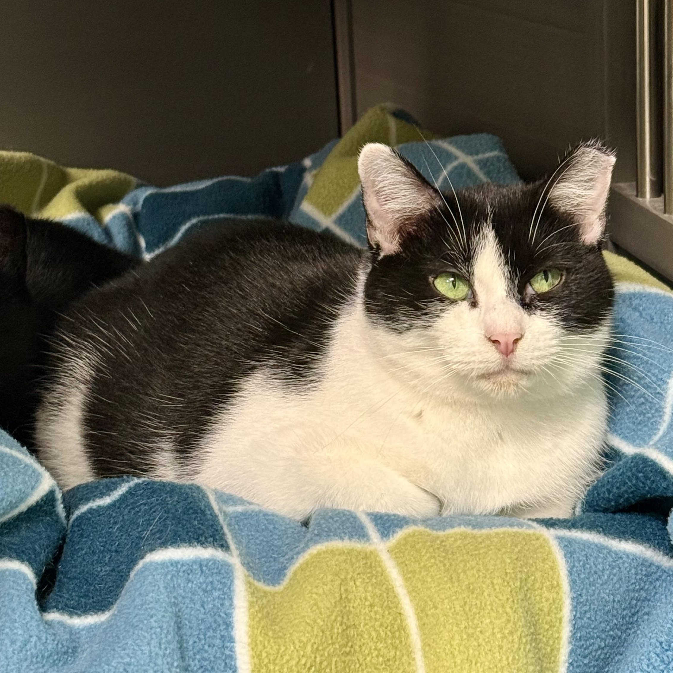 Sparty, a Adoptable Domestic Short Hair in Grand Rapids, MI image 3/6