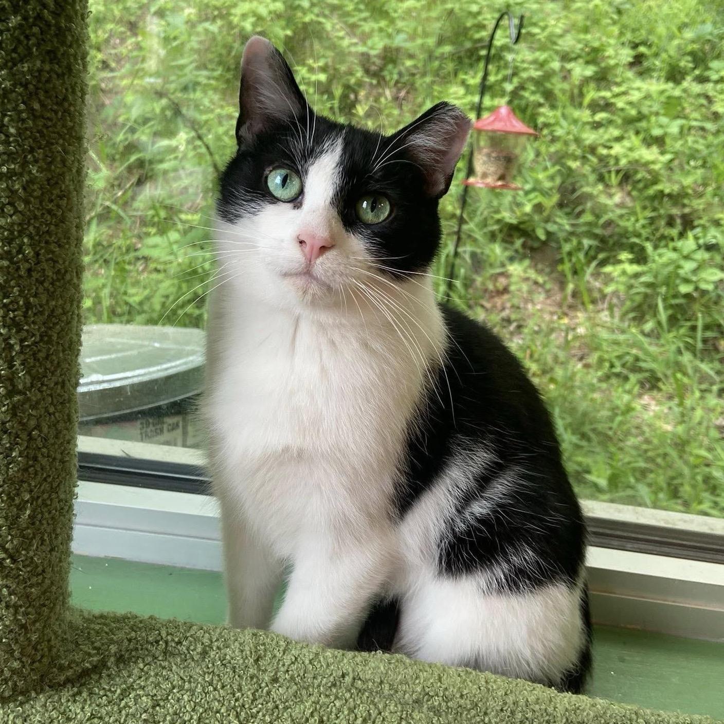 Sparty, a Adoptable Domestic Short Hair in Grand Rapids, MI image 6/6