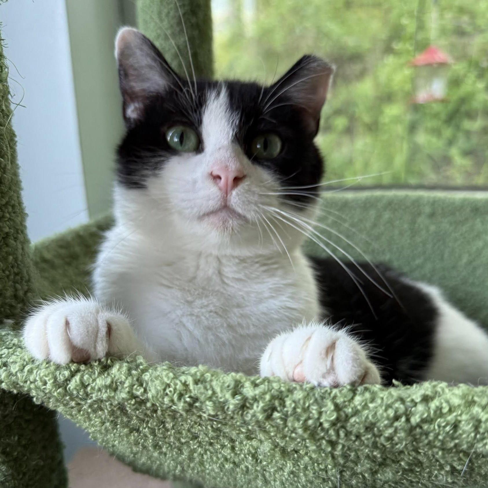 Sparty, a Adoptable Domestic Short Hair in Grand Rapids, MI image 5/6