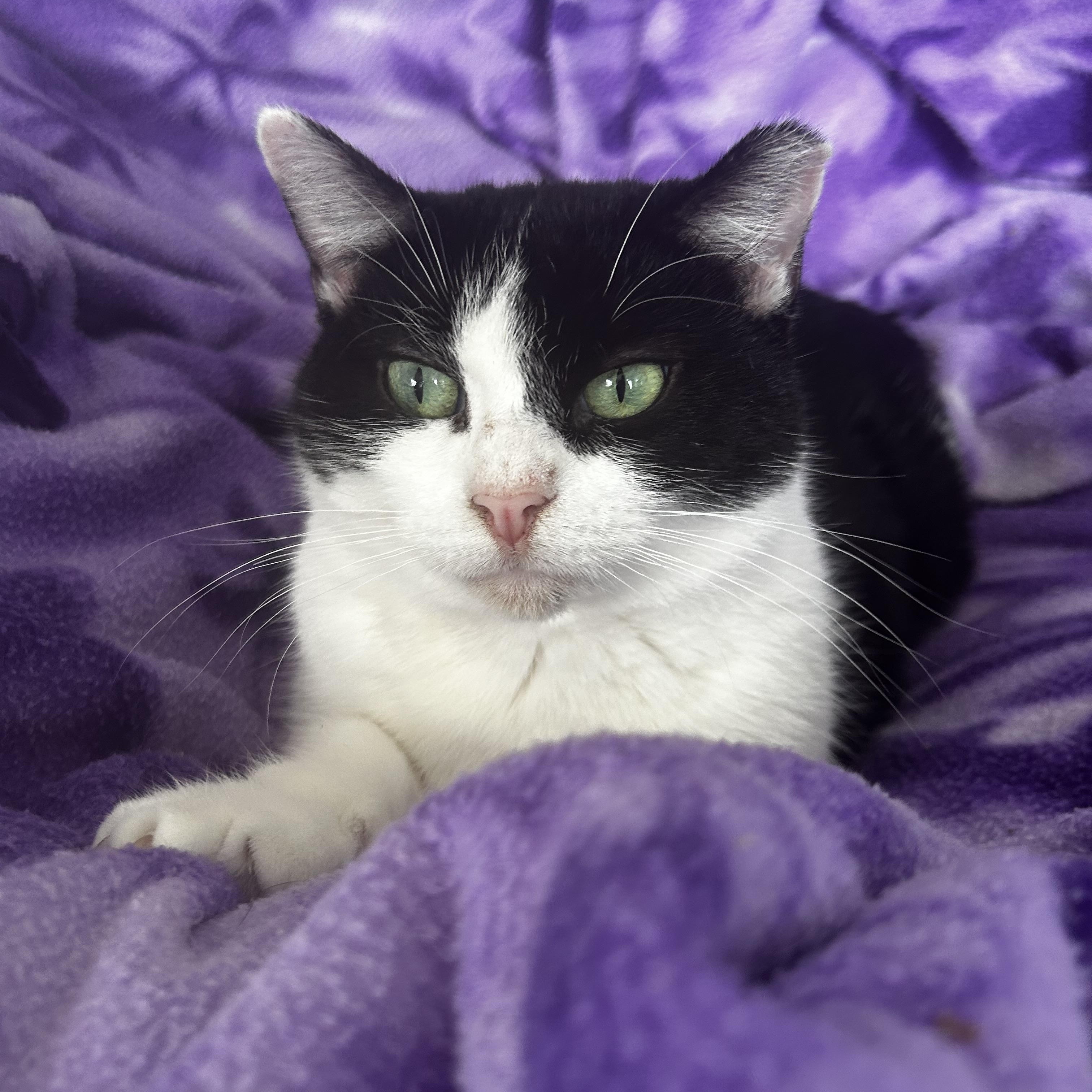 Sparty, Adoptable, Adult Female Domestic Short Hair.