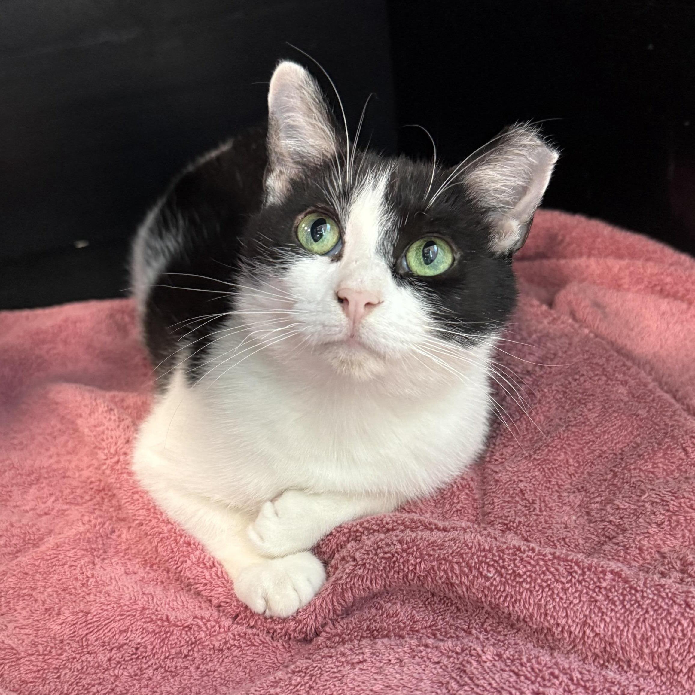 Sparty, a Adoptable Domestic Short Hair in Grand Rapids, MI image 4/6