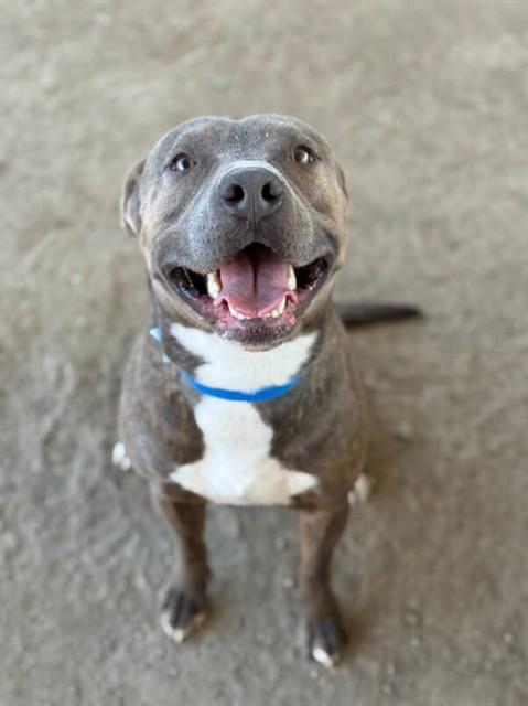 Enlarge MARTIN, a Adoptable Pit Bull Terrier in Riverside, CA image 1/1