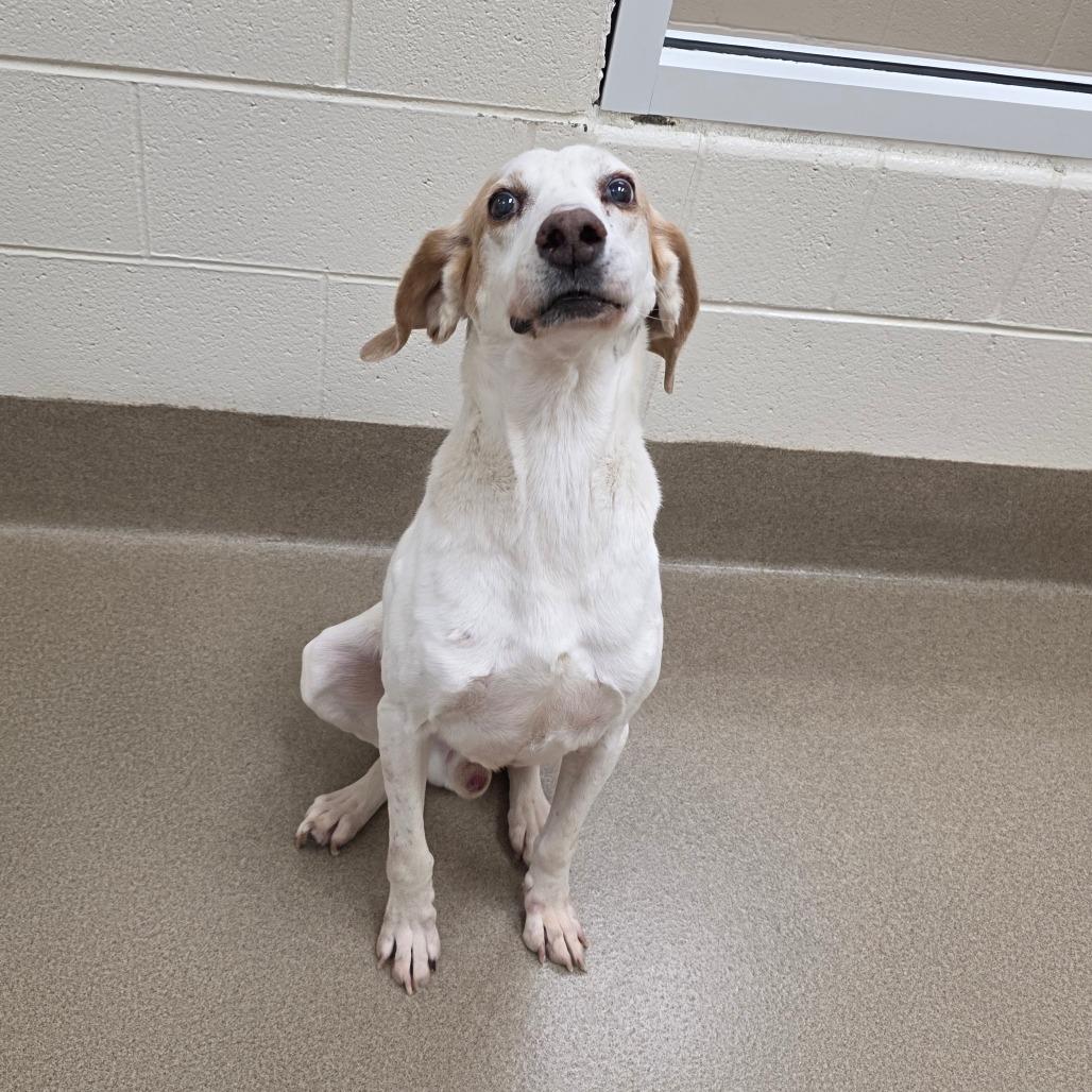 Enlarge Alan, a Adoptable Hound in Chatham, VA image 1/3