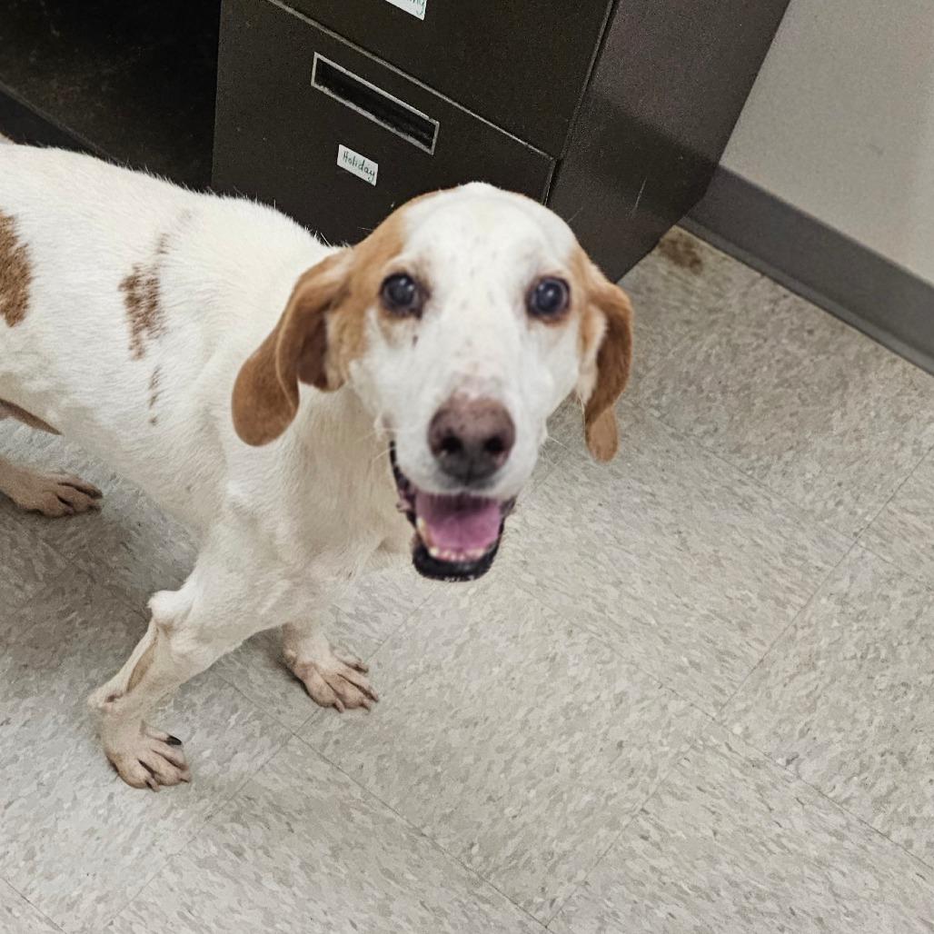 Alan, Adoptable, Senior Male Hound.
