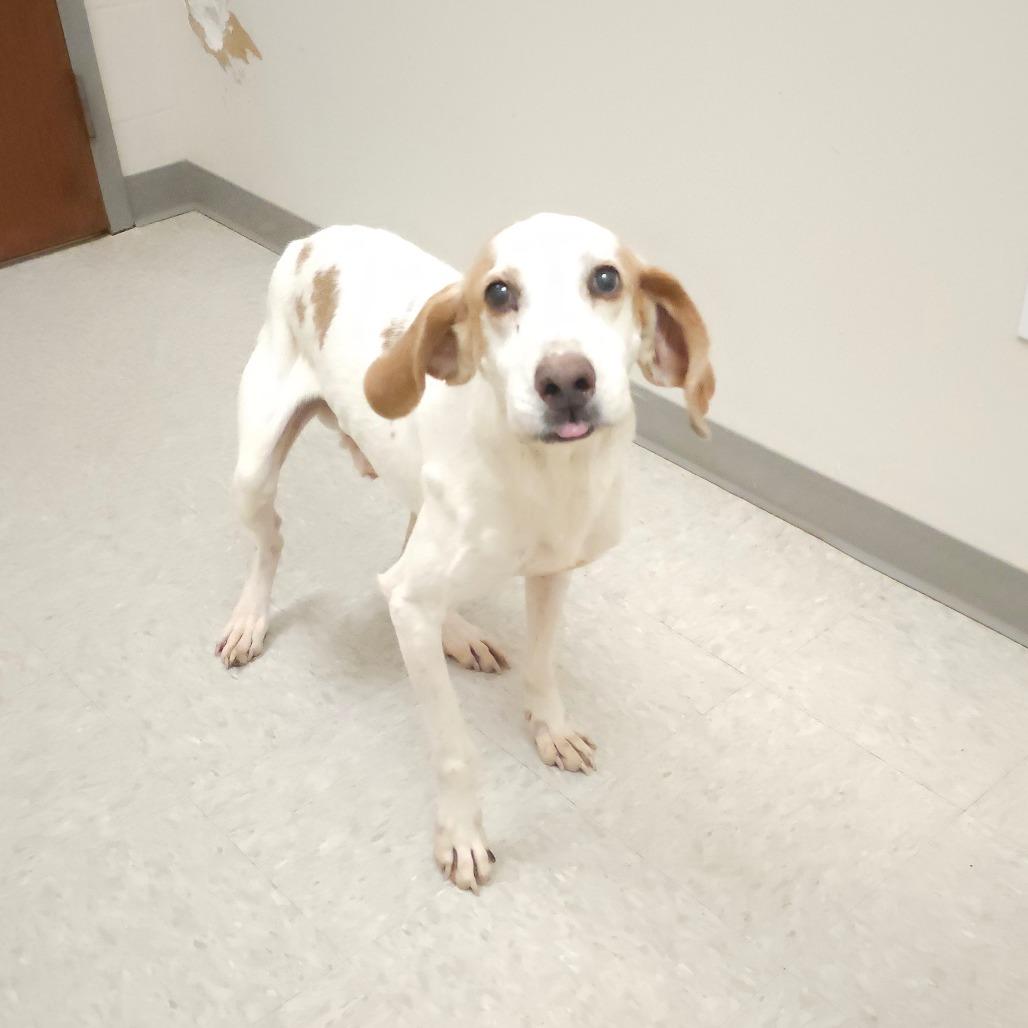 Enlarge Alan, a Adoptable Hound in Chatham, VA image 2/3