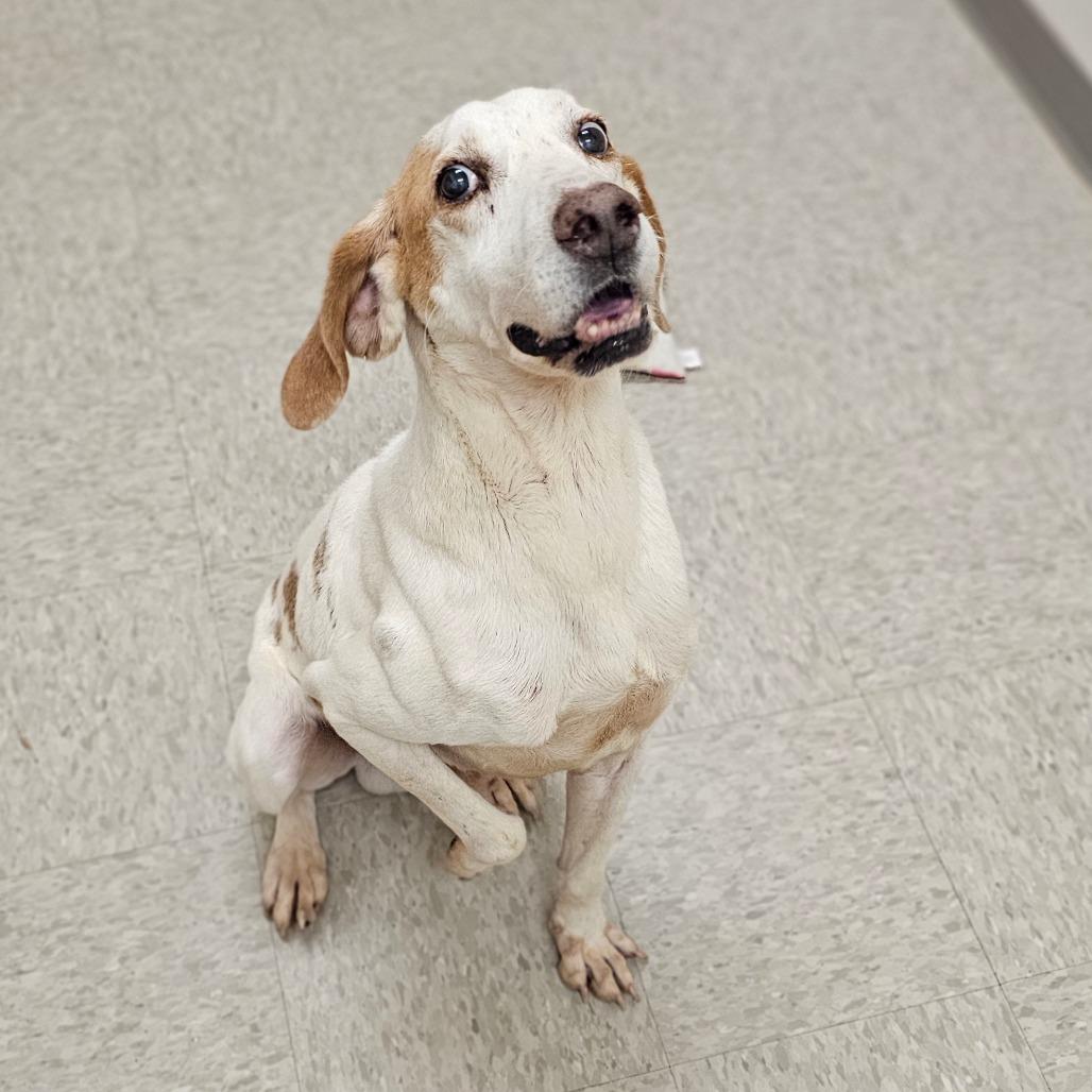 Enlarge Alan, a Adoptable Hound in Chatham, VA image 3/3