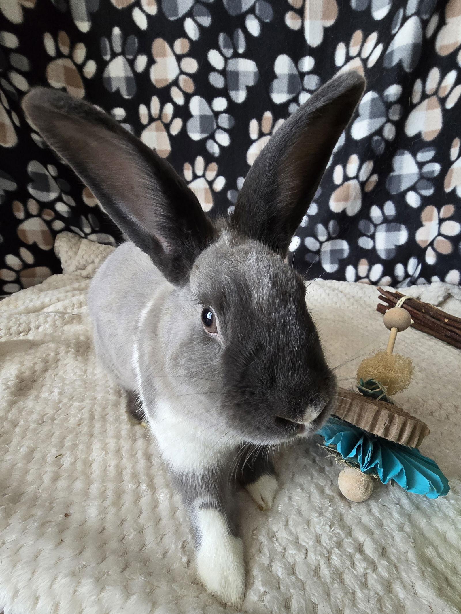 Danny, Adoptable, Adult Male American Sable.