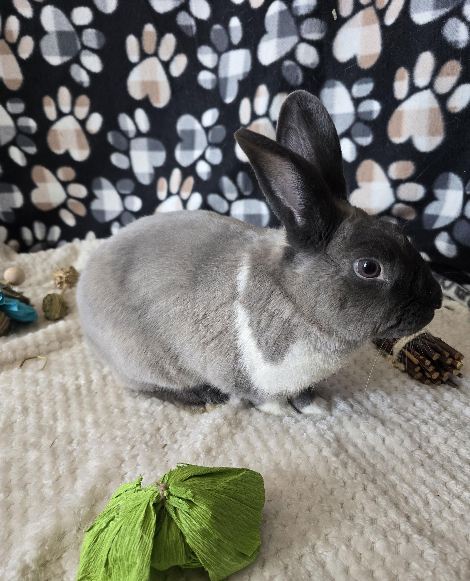 Enlarge Danny, a Adoptable American Sable in Philadelphia, PA image 3/3