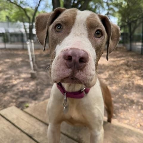 Enlarge Maya, a Adoptable mixed breed in Charleston, SC image 3/3